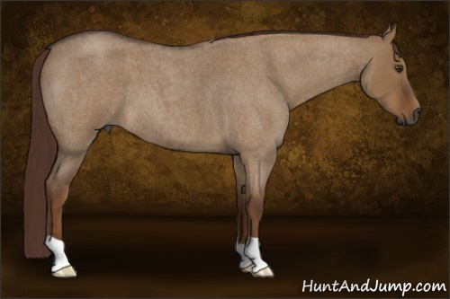 Horse Color:Gray Red Dun Roan 