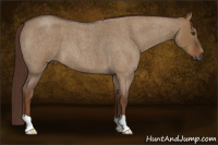 Horse Color:Gray Red Dun Roan 