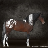 Horse Color:Brown Tobiano Appaloosa 