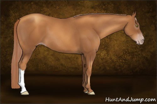 Horse Color:Gray Gold Champagne 