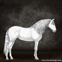 Horse Color:Gray Red Roan Splash Frame 