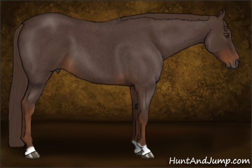 Horse Color:Gray Red Roan 