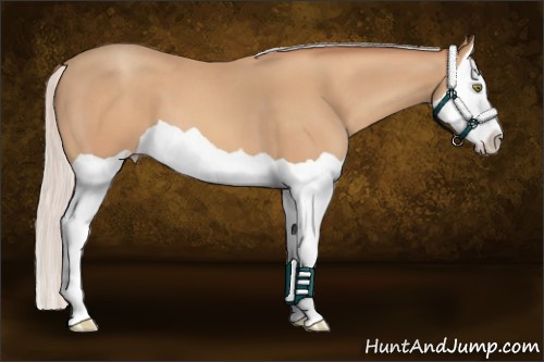 Horse Color:Silver Amber Champagne Splash