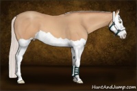 Horse Color:Silver Amber Champagne Splash