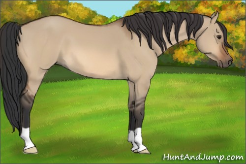 Horse Color:Bay Dun 