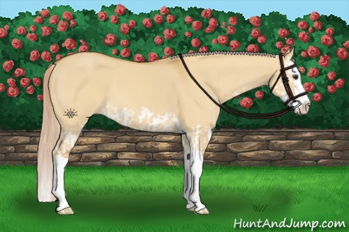 Horse Color:Palomino Dun Splash  and Palomino Dun Splash 