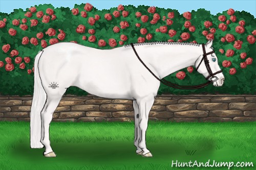 Horse Color:Cremello Appaloosa 