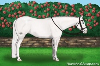 Horse Color:Cremello Varnish 