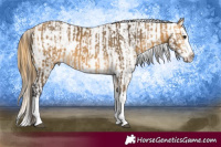 Horse Color:White Spotted Buckskin Splash Rabicano and Buckskin Sabino Splash Frame Appaloosa Rabicano