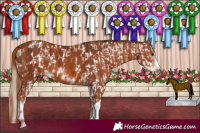 Horse Color:Liver Chestnut Sabino Appaloosa  and White Spotted Chestnut Sabino Frame 