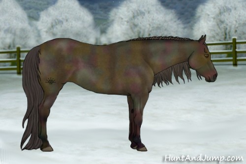 Horse Color:Midnight Buckskin Roan Sabino