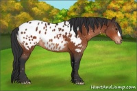 Horse Color:Bay Appaloosa 