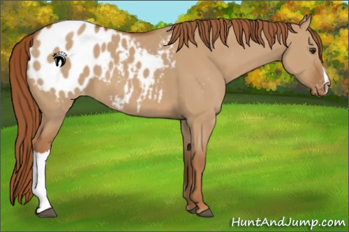 Horse Color:Red Dun Appaloosa 