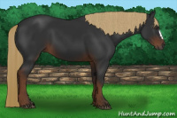 Horse Color:Gray Liver Chestnut 