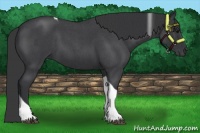 Horse Color:Blue Roan Tobiano
