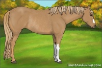 Horse Color:Chestnut Rabicano 