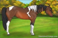Horse Color:Bay Tobiano Rabicano 
