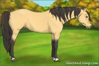 Horse Color:Buckskin 