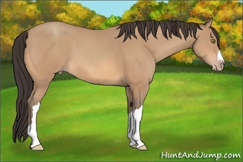 Horse Color:Amber Champagne 