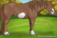 Horse Color:Chestnut Frame