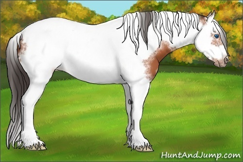 Horse Color:Bay Splash Tobiano Frame