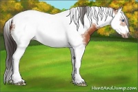 Horse Color:Bay Splash Tobiano Frame 
