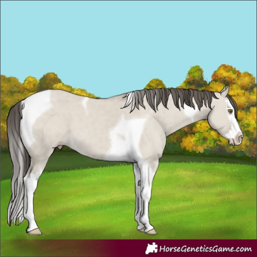 Horse Color:Classic Cream Champagne Dun Splash Tobiano