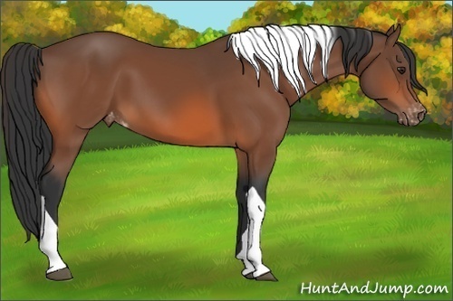 Horse Color:Bay Tobiano Varnish 