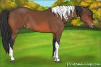 Horse Color:Bay Tobiano Varnish