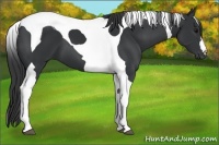 Horse Color:Black Tobiano 