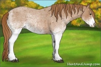Horse Color:White Spotted Red Roan 