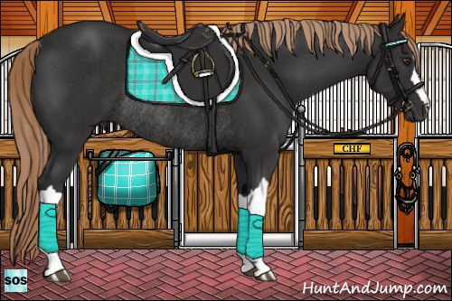 Horse Color:Liver Chestnut Rabicano 