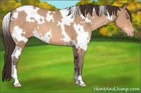 Horse Color:White Spotted Amber Champagne Appaloosa