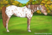 Horse Color:White Spotted Gold Champagne Appaloosa