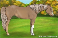 Horse Color:Palomino 