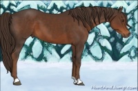 Horse Color:Liver Chestnut 