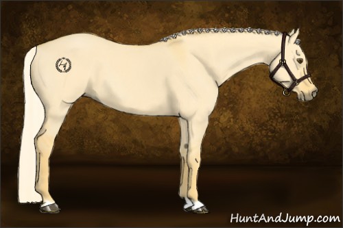 Horse Color:Palomino Dun