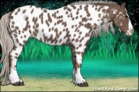 Horse Color:Silver Blue Roan Splash Appaloosa
