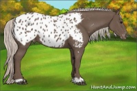 Horse Color:Silver Black Appaloosa 