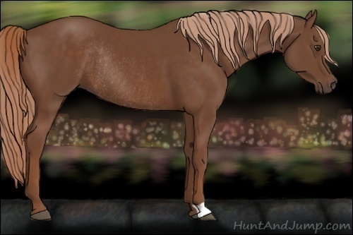 Horse Color:Chestnut Rabicano