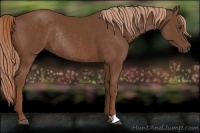 Horse Color:Chestnut Rabicano 