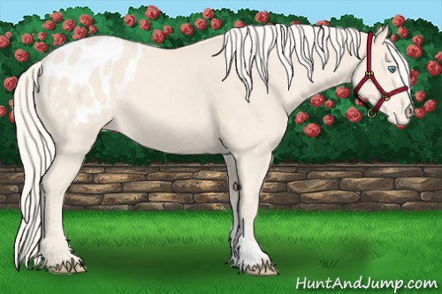Horse Color:Cremello Appaloosa