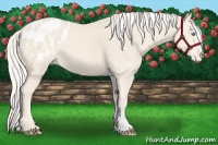 Horse Color:Cremello Appaloosa 