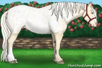 Horse Color:Palomino Pearl Appaloosa