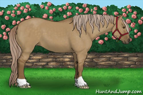 Horse Color:Chocolate Palomino Dun 