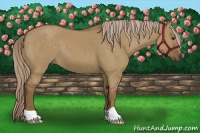Horse Color:Chocolate Palomino Dun