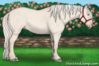 Horse Color:Cremello Dun 