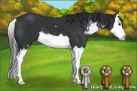 Horse Color:Black Sabino Splash 