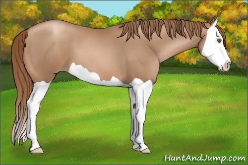 Horse Color:Liver Chestnut Pearl Splash
