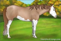 Horse Color:Liver Chestnut Pearl Splash